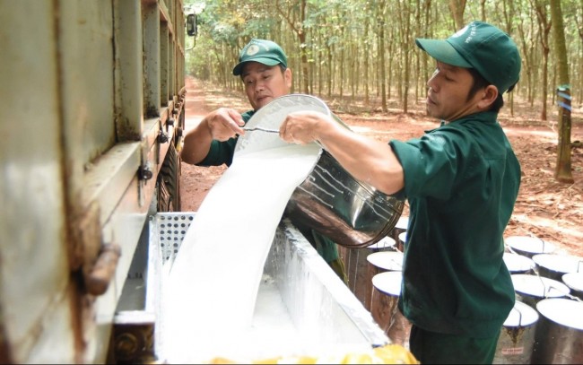 Ngày 19/7: Giá cao su thế giới đồng loạt giảm