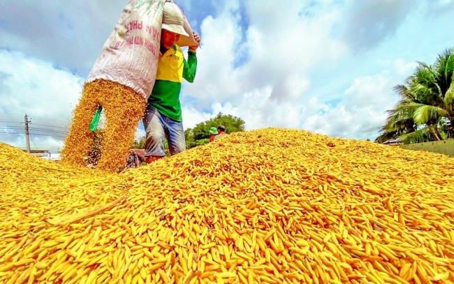 Ngày 19/7: Giá lúa tươi biến động trái chiều, gạo đi ngang