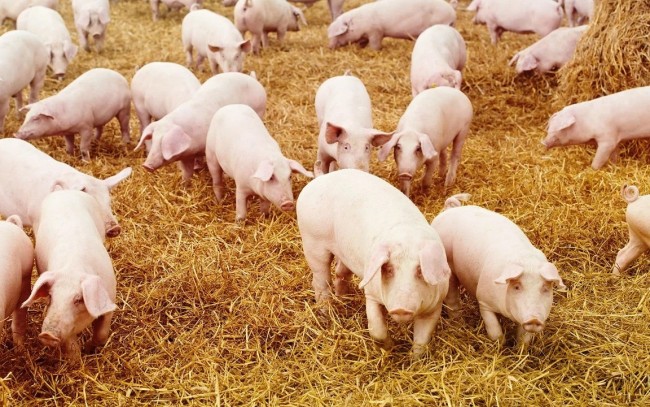 Ngày 27/7: Giá heo hơi trên cả nước lùi về mức 61.000 - 65.000 đồng/kg