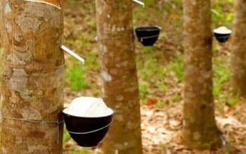 Ngày 31/7: Giá cao su thế giới tiếp tục chịu áp lực giảm
