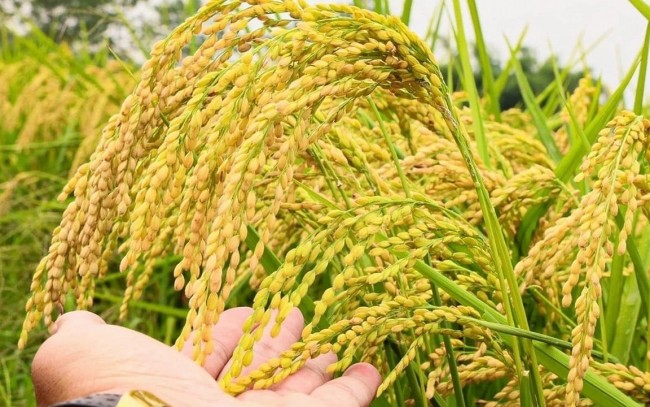 Ngày 8/7: Giá lúa tươi tại Đồng bằng sông Cửu Long tăng, gạo ở mức cao