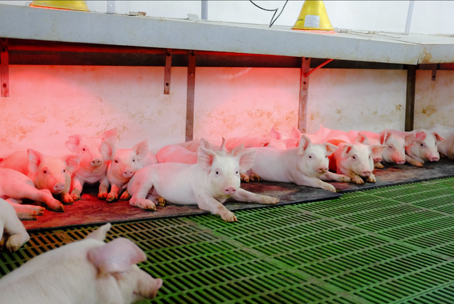 Nửa đầu năm, tỷ phú Trần Đình Long bán ra hơn 200.000 con heo và 170 triệu quả trứng gà- Ảnh 2.