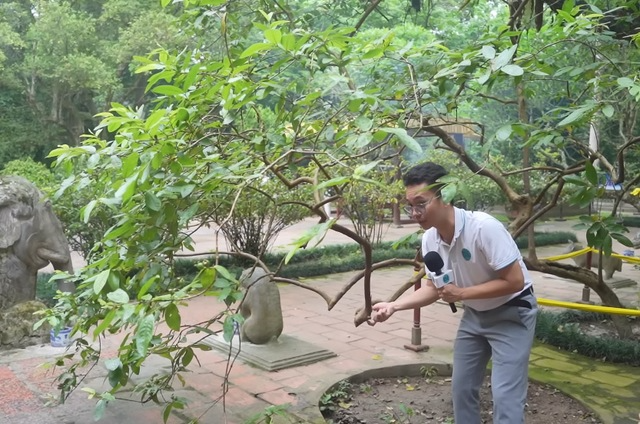 Cây ổi "biết cười” khoảng 93 tuổi ở Thanh Hóa: Biết cách gãi đúng mới chịu... cười- Ảnh 1.