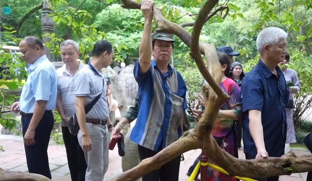 Cây ổi "biết cười” khoảng 93 tuổi ở Thanh Hóa: Biết cách gãi đúng mới chịu... cười- Ảnh 2.