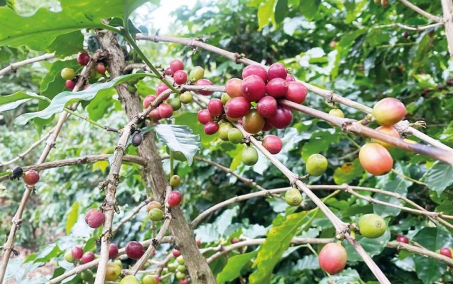 Dữ liệu vùng trồng trở thành 