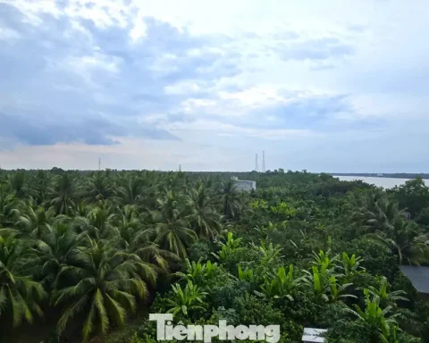 Xem xét trách nhiệm nguyên Phó Chủ tịch tỉnh Bến Tre cũ vì giao đất sai