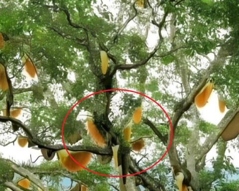 Nhìn lên cây sung cổ thụ, người dân sửng sốt chứng kiến cảnh tượng “nổi da gà”