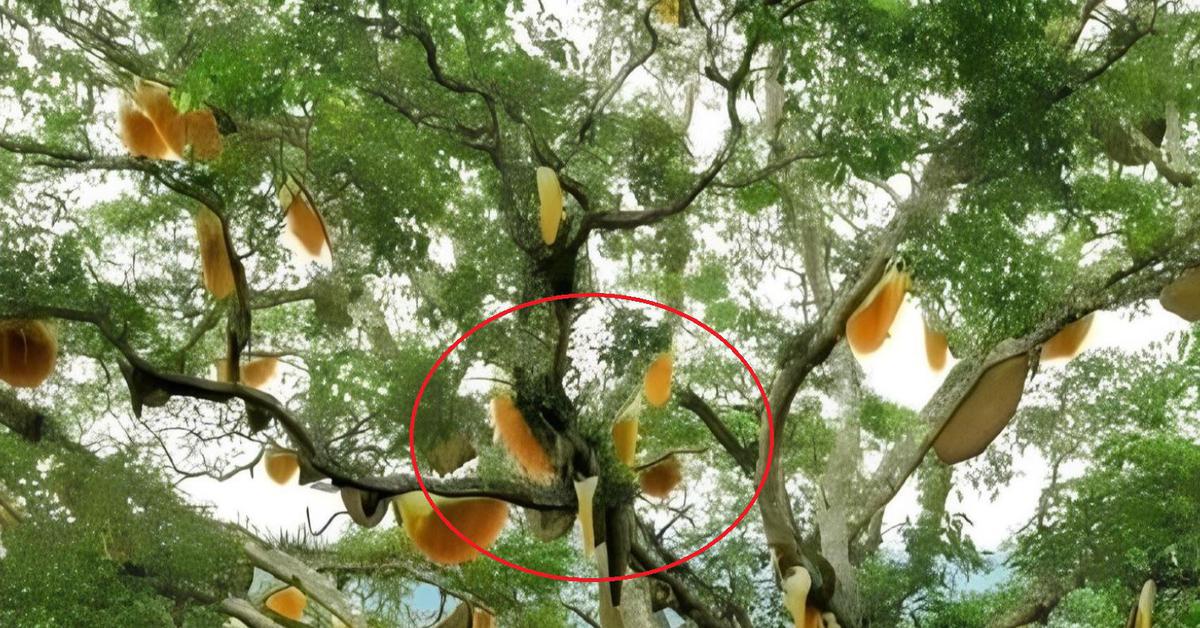 Nhìn lên cây sung cổ thụ, người dân sửng sốt chứng kiến cảnh tượng “nổi da gà”