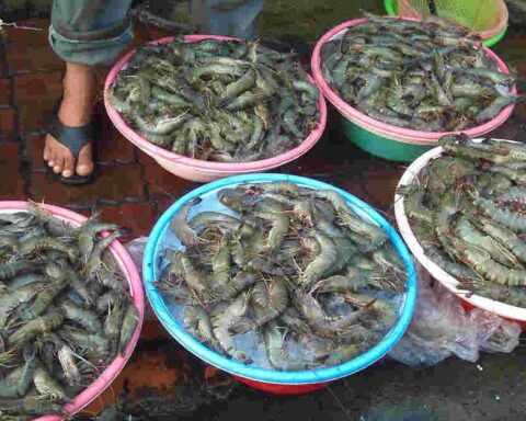 Chủ cửa hàng hải sản 20 năm nói thẳng: 5 loại tôm có cho không cũng đừng lấy, chỉ người “dại” mới mua