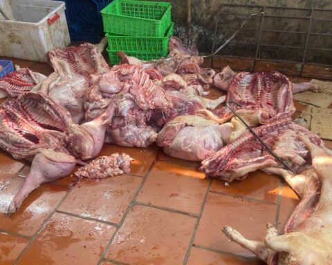 Rùng mình gần 1 tấn thịt nghi từ lợn chết chuẩn bị bán ra thị trường, 7 mẫu dương tính với dịch tả lợn châu Phi