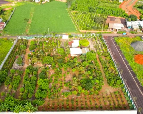 Vì sao chưa thu hồi được hơn 15 tỉ đồng tiền cọc đấu giá đất tại Gia Lai?