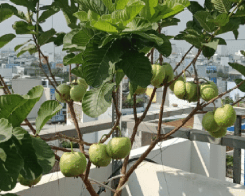 5 lý do vì sao nên trồng một cây ổi trong nhà
