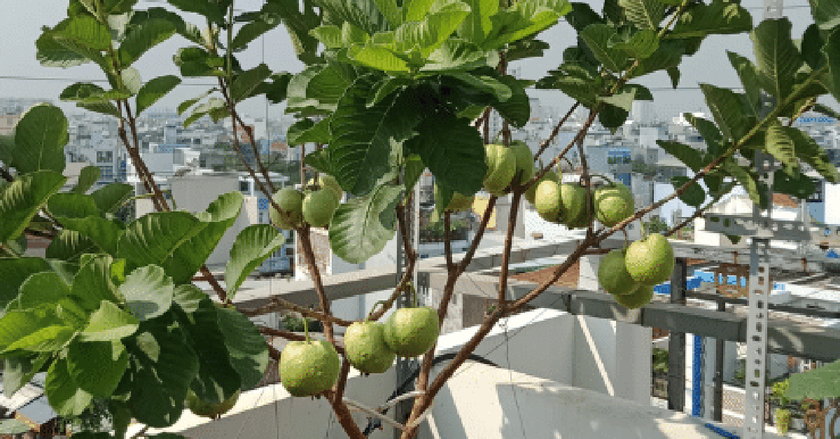5 lý do vì sao nên trồng một cây ổi trong nhà
