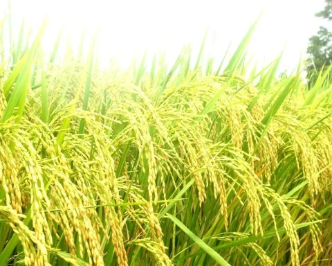 Giá bồi thường cây trồng, vật nuôi ở đặc khu Côn Đảo gấp 1,8 lần giá chuẩn