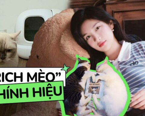“Rich mèo” có máy đi vệ sinh tự động hơn 12 triệu, được thuê hẳn phòng trọ riêng: Tình trạng túi tiền của các “con sen”