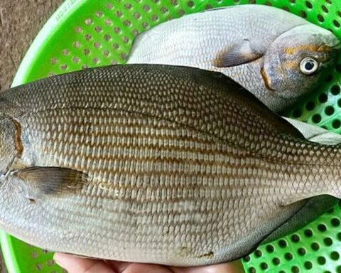 Loài cá có cái tên nghe “rùng rợn” nhưng thịt là nguồn dinh dưỡng cực kỳ quý giá