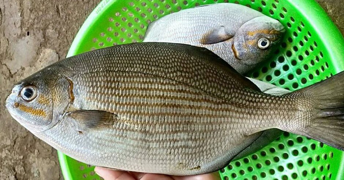Loài cá có cái tên nghe “rùng rợn” nhưng thịt là nguồn dinh dưỡng cực kỳ quý giá