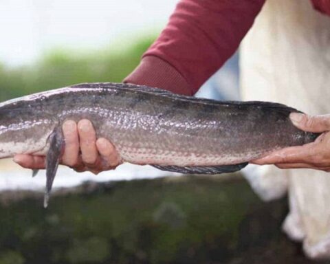5 loại cá ngon, bổ ngang cá ngoại nhưng chỉ rẻ bằng 1 nửa, rất sẵn ở chợ Việt