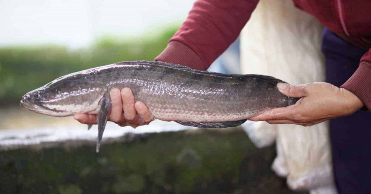 5 loại cá ngon, bổ ngang cá ngoại nhưng chỉ rẻ bằng 1 nửa, rất sẵn ở chợ Việt