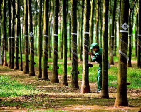 Cao su Tây Ninh (TRC) chính thức chốt ngày trả cổ phiếu thưởng “khủng” tỷ lệ 1:3