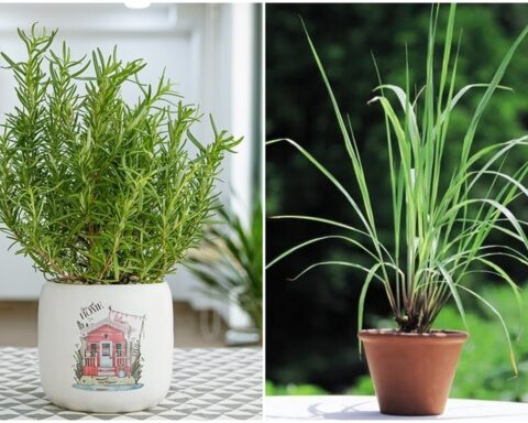5 loại cây trồng trong nhà giúp đuổi muỗi hiệu quả
