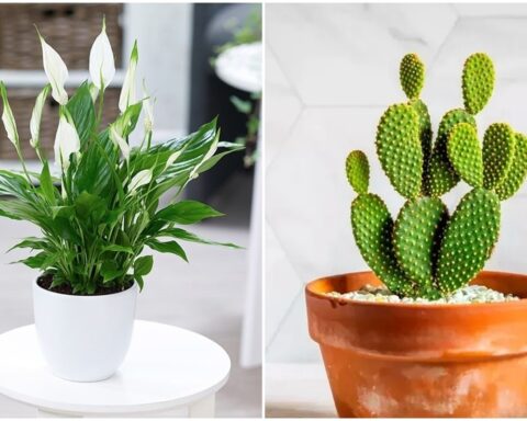 5 cây cảnh hút ẩm, khử mùi trong nhà hiệu quả