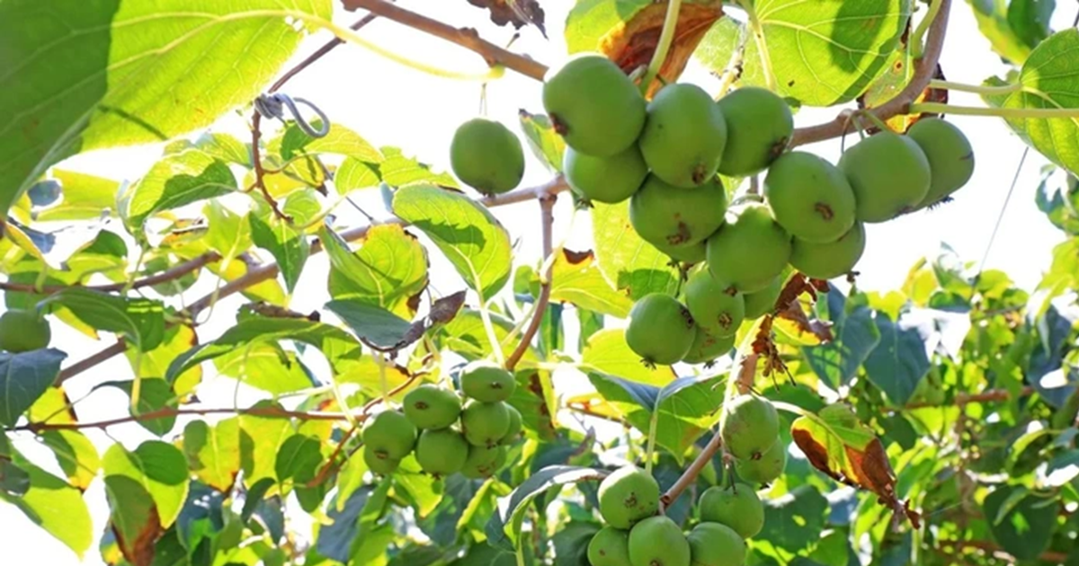 Ít ai ngờ loài cây mọc dại này lại có tiềm năng “khắc tinh” ung thư phổi
