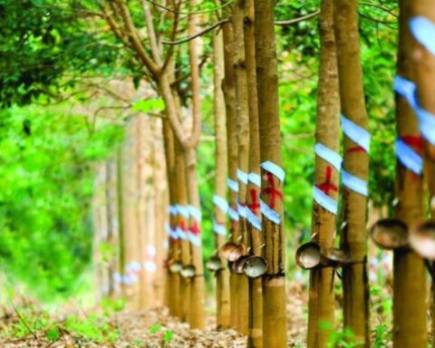 Cao su Phước Hòa (PHR) sắp chi 190 tỷ đồng trả cổ tức, thưởng cổ phiếu tỷ lệ 80%
