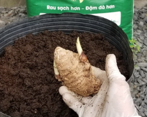 5 lý do nên trồng 1 chậu nghệ trong nhà