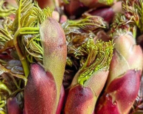 Việt Nam có loại rau dại được Trung, Nhật, Hàn cực ưa chuộng: Bổ như sâm, giá đắt hơn cả thịt!