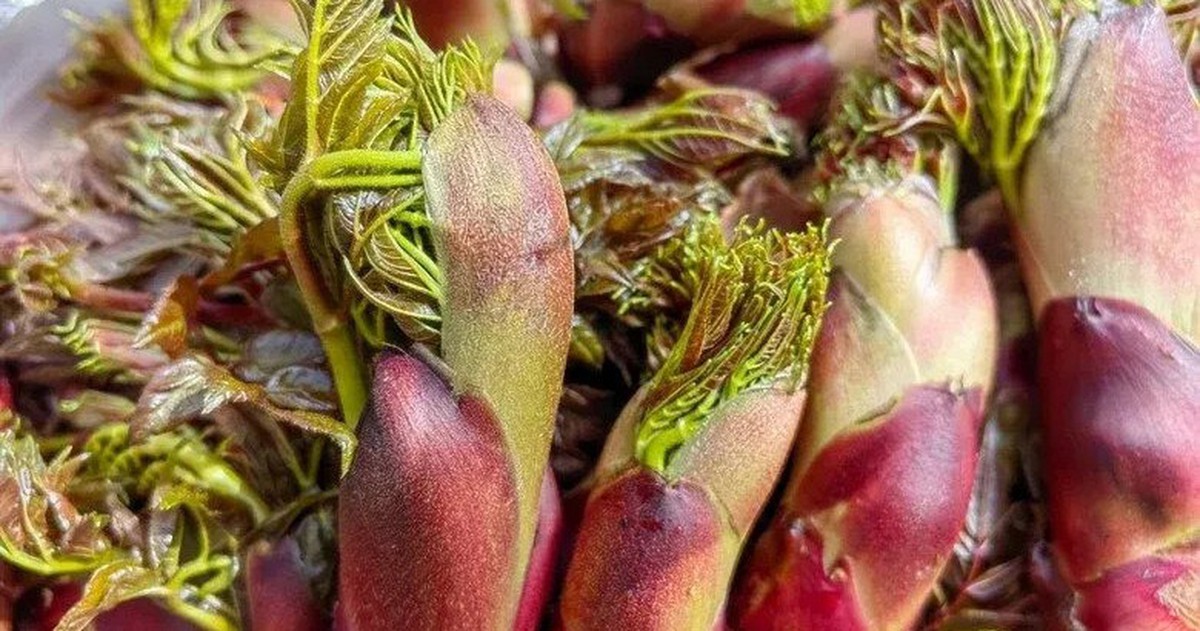 Việt Nam có loại rau dại được Trung, Nhật, Hàn cực ưa chuộng: Bổ như sâm, giá đắt hơn cả thịt!