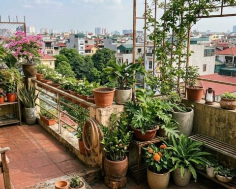 Lời khuyên khi đặt nhiều chậu cây trên ban công, sân thượng