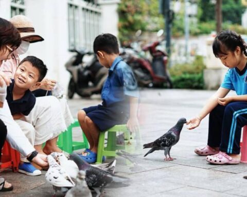 Ở giữa lòng TP.HCM có một đàn bồ câu được người dân “thương” lắm, sáng sáng lại ríu rít xuống phố!