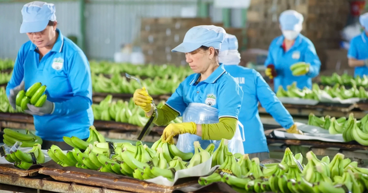 HAGL đã bán gần 15 triệu cổ phần tại HGI với giá thấp hơn 25% giá IPO
