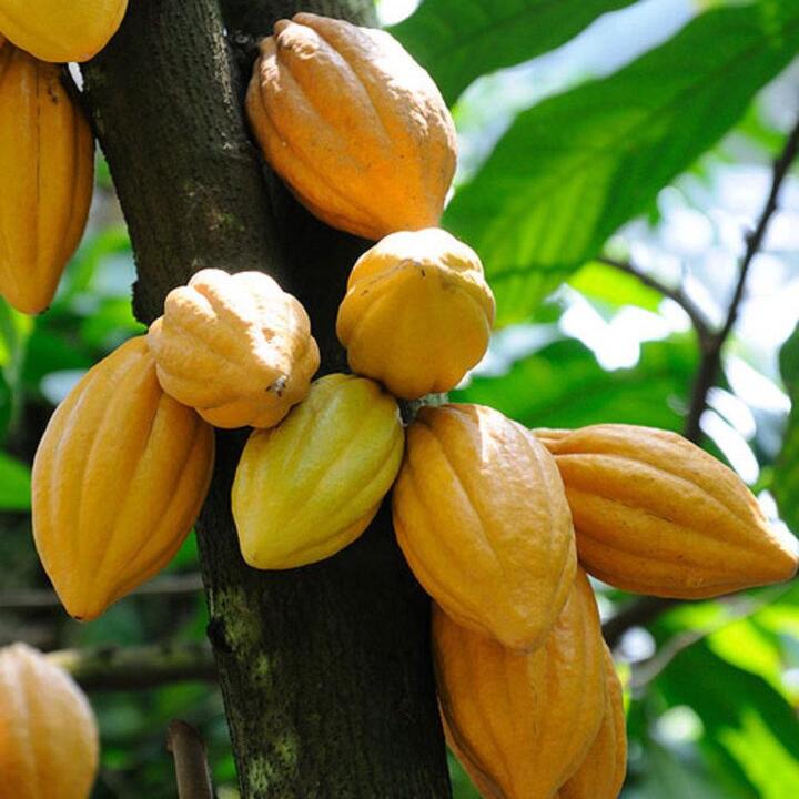 Tăng giá lên 90.000 đồng, The Cocoa Project vẫn phải đóng cửa sau 5 năm- Ảnh 8.