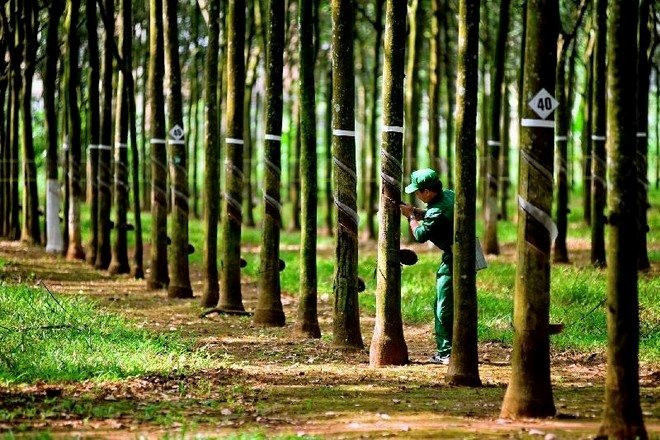 Chứng khoán tuần qua: Đầu tuần hồi phục, cuối tuần “lao dốc”- Ảnh 4.