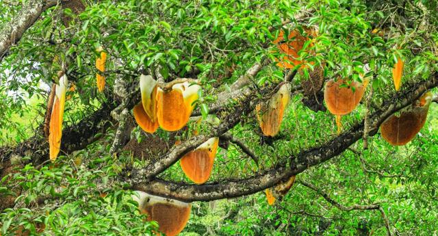 Nhìn lên cây sung cổ thụ, người dân sửng sốt chứng kiến cảnh tượng "nổi da gà"- Ảnh 1.