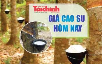 Ngày 12/8: Giá cao su trên các sàn giao dịch chủ chốt châu Á tiếp đà tăng