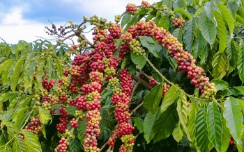 Ngày 3/8: Giá cà phê đồng loạt tăng, hồ tiêu giảm nhẹ