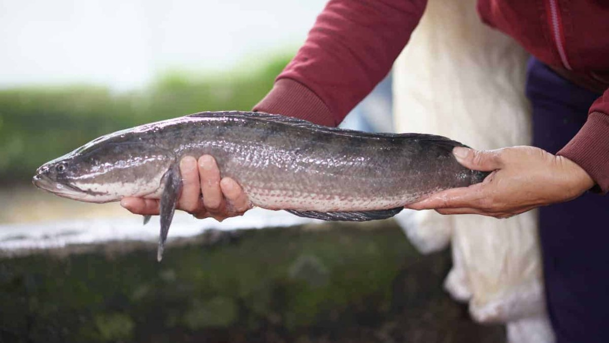 5 loại cá ngon, bổ ngang cá ngoại nhưng chỉ rẻ bằng 1 nửa, rất sẵn ở chợ Việt- Ảnh 2.