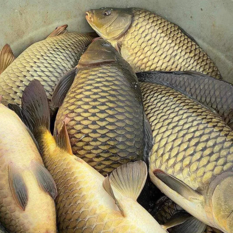 5 loại cá ngon, bổ ngang cá ngoại nhưng chỉ rẻ bằng 1 nửa, rất sẵn ở chợ Việt- Ảnh 7.