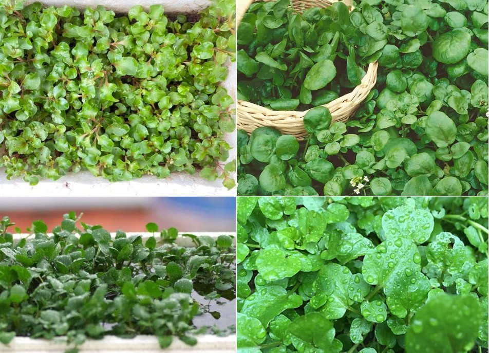 Việt Nam có loại rau giá rẻ bèo nhưng được CDC Mỹ đánh giá "tốt nhất thế giới": Từng mọc dại chẳng ai ăn - Ảnh 1.