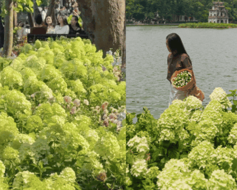 Dịp nghỉ lễ 2/9, Hồ Gươm đẹp như một bức tranh mùa thu: Hoa nở rực rỡ, góc nào cũng đông người check-in