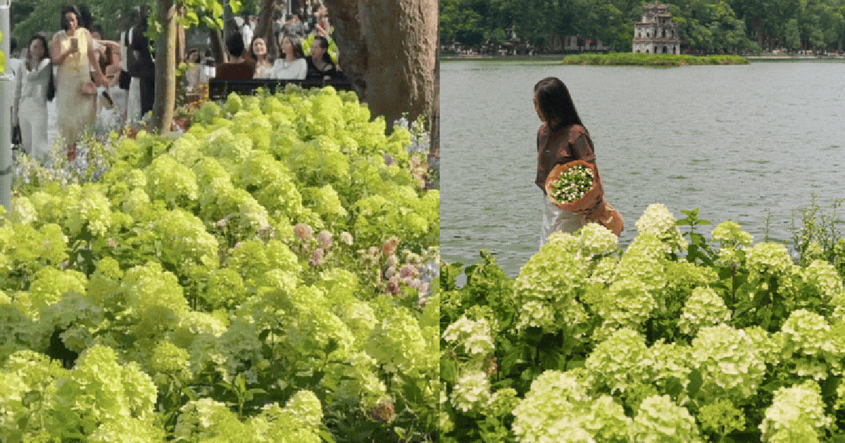 Dịp nghỉ lễ 2/9, Hồ Gươm đẹp như một bức tranh mùa thu: Hoa nở rực rỡ, góc nào cũng đông người check-in