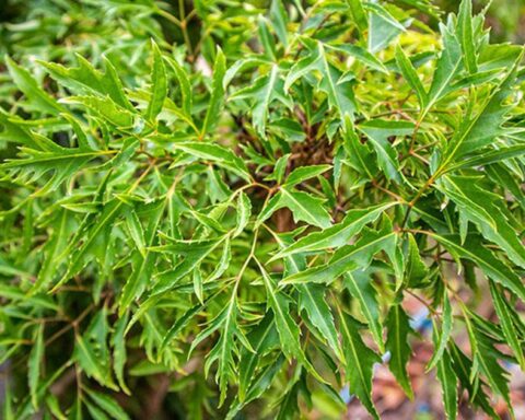 Lời khuyên đến tất cả các gia đình đang trồng cây đinh lăng