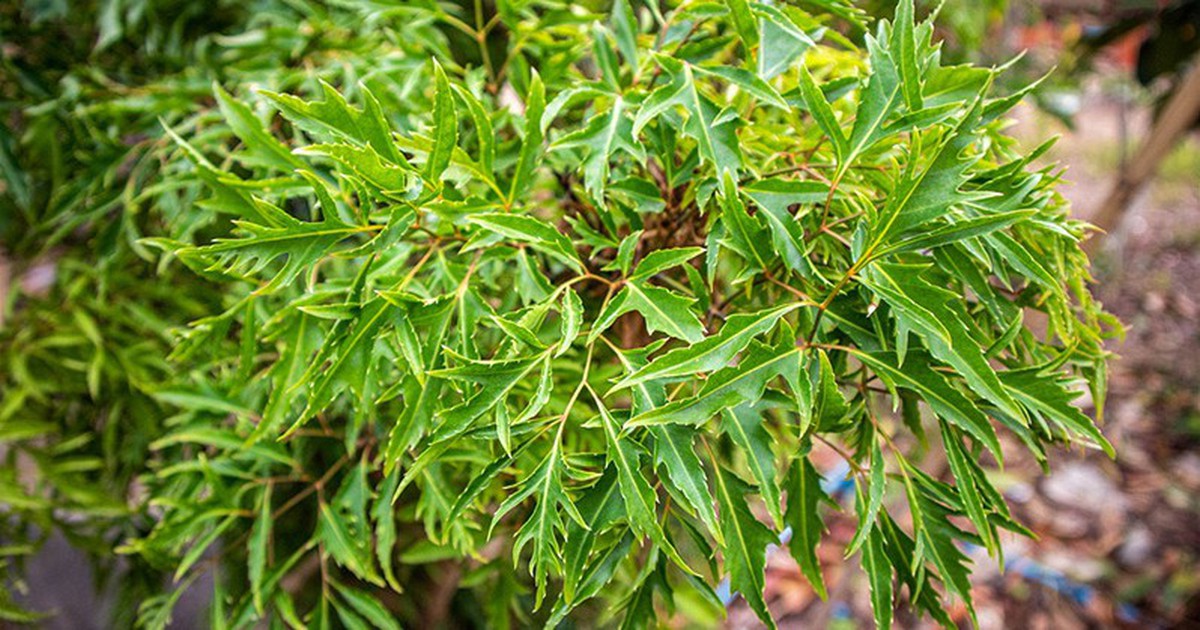 Lời khuyên đến tất cả các gia đình đang trồng cây đinh lăng