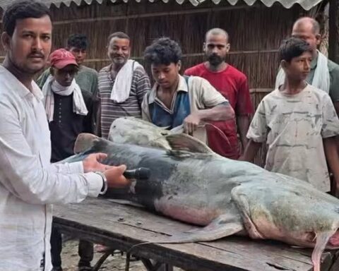 Phát hiện loạt cá lạ có con nặng tới 45kg sau lũ Nepal, người ăn vào bị ốm: Chính quyền lập tức cảnh báo