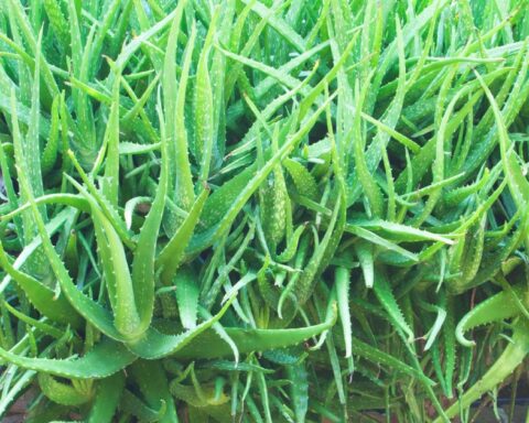 Lời khuyên đến tất cả các gia đình đang trồng cây nha đam