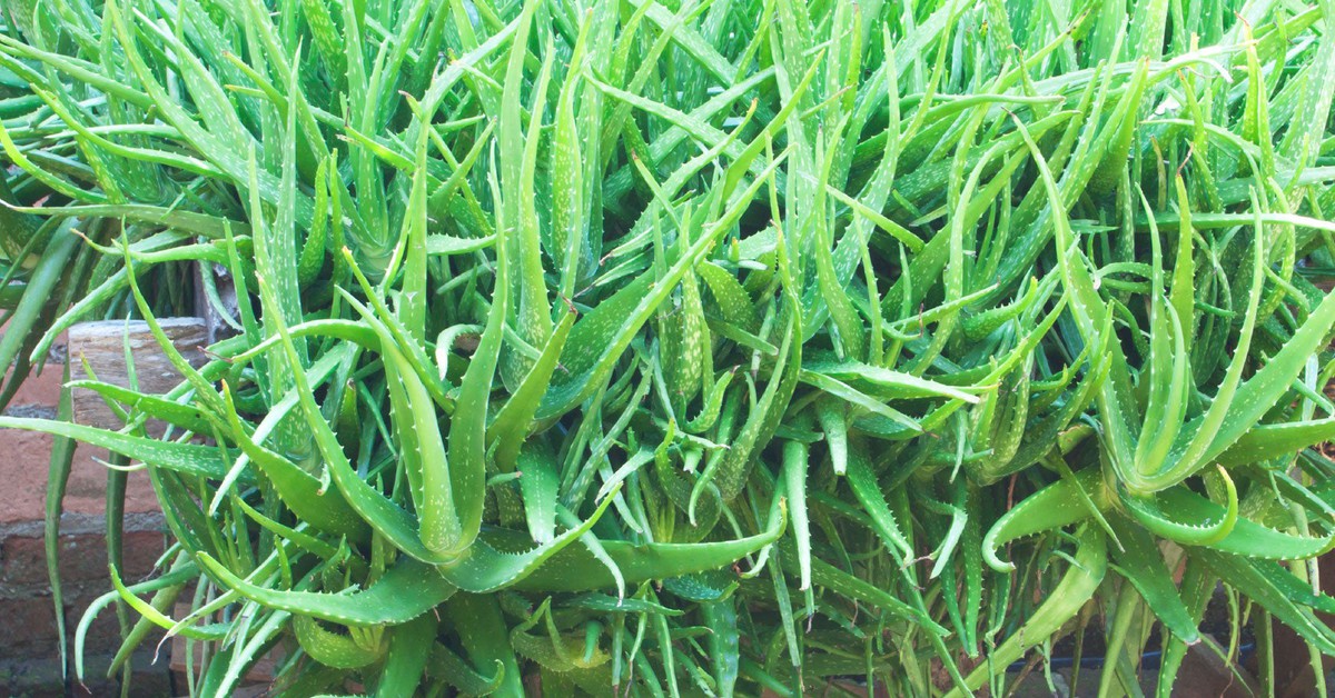 Lời khuyên đến tất cả các gia đình đang trồng cây nha đam