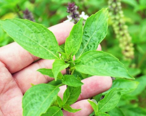 Lời khuyên đến tất cả các gia đình đang trồng cây húng quế